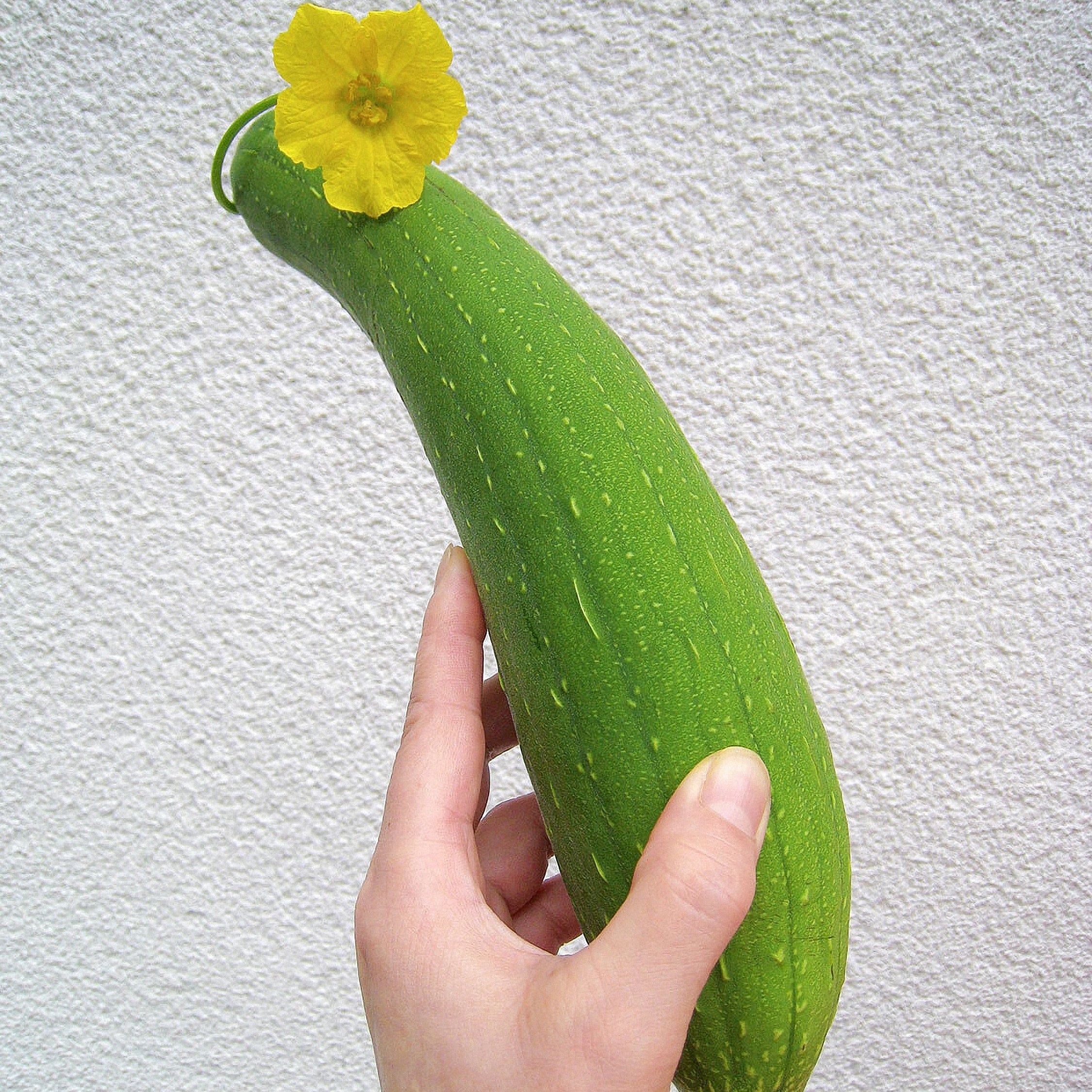 月子のへちま
